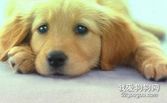 狗狗食欲不振的原因
