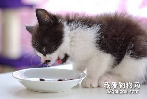 猫咪饮食习惯