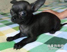吉娃娃犬易患的病情