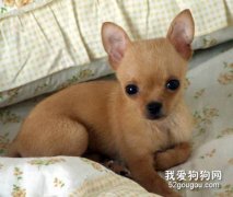 吉娃娃的中毒急救措施