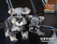 治疗雪纳瑞犬的风湿病