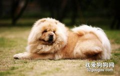 老年犬也应该注意美容护理！