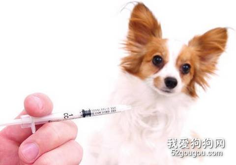 犬用疫苗