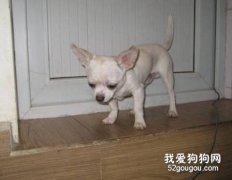 夏季吉娃娃皮肤病的预防