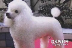 贵宾犬的毛发该如何护理？