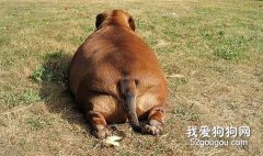 导致狗狗肥胖的原因
