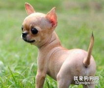 吉娃娃焦虑综合症怎么治疗？