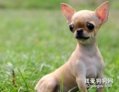 合理预防吉娃娃的夏季疾病