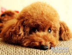 贵宾犬肉毒梭菌中毒症应该如何治疗?