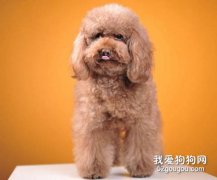 宠物专家教你判断贵宾犬的健康与否