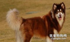 阿拉斯加雪橇犬常见的皮肤疾病有哪些？