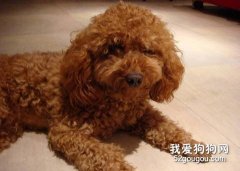 防止贵宾犬得上肾结石