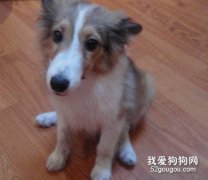 了解喜乐蒂牧羊犬的牙病
