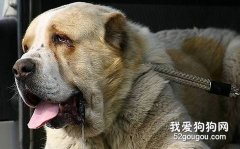圣伯纳心脏疾病的介绍