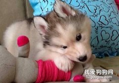 阿拉斯加感冒了怎么办？