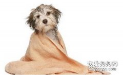 给小型狗狗洗澡的六个步骤