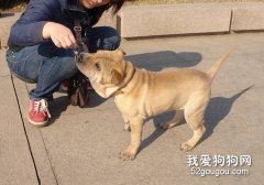 怎样训练沙皮犬跟随？