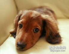 腊肠犬生病的治疗误区