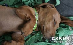 怎么识别您的腊肠犬是否感冒？