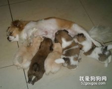 蝴蝶犬孕期的护理