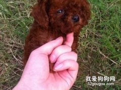 泰迪犬的口腔护理技巧