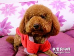 泰迪犬感冒的症状与治疗方法