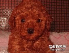 如何防治泰迪犬“放屁”次数多？