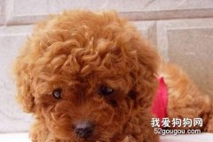 如何看待泰迪犬腹泻？