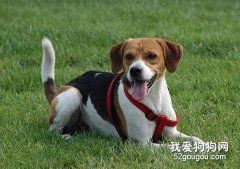 比格犬训练