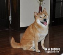日本柴犬好养吗？