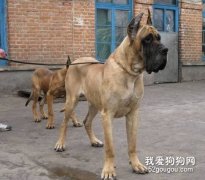 大丹犬会看家吗？