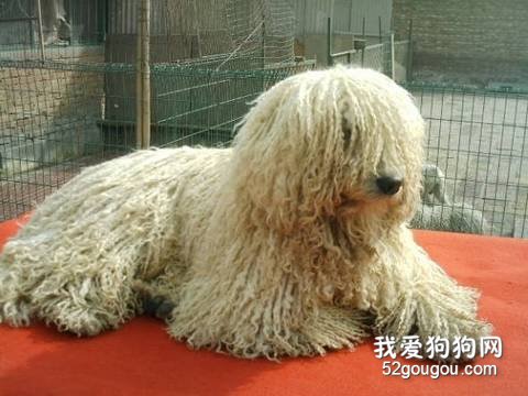 可蒙犬掉毛