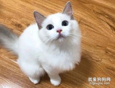 关于布偶猫的4个常识