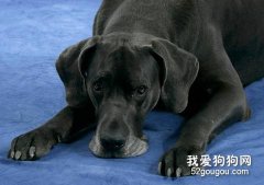 大丹犬得了犬瘟怎么办？