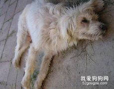 犬瘟热免疫失败的原因及对策