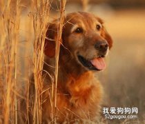 金毛犬常见的皮肤病