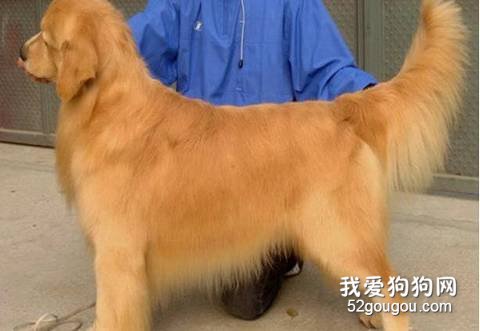 纯种金毛犬