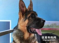 德国牧羊犬发烧怎么办？