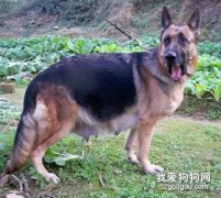 德国牧羊犬怀孕的特点