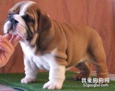 怎样预防狗狗的犬窝咳？