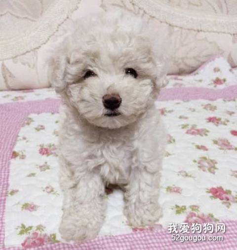 比熊咳嗽