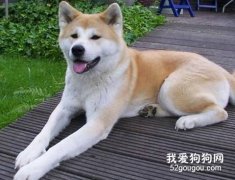 秋田犬的性格怎么样？