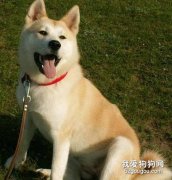 怎样防止被秋田犬咬？