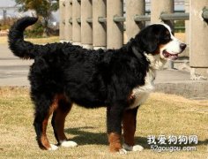 如何纠正伯恩山犬的领地攻击性？