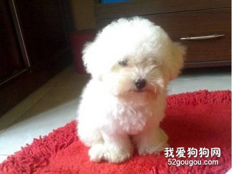 比熊梳毛