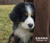 如何判断伯恩山犬是否要生病的方法