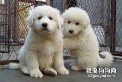 <b>大白熊的性格差异</b>