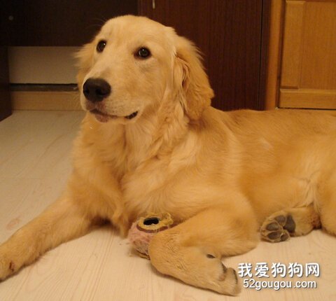 金毛气管炎