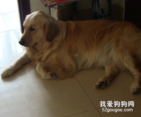 金毛生病