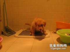 怎么训练幼犬定点排便？